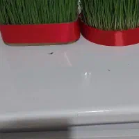 سبزه و جاشمعی|گل و گیاه طبیعی|خرم‌آباد, |دیوار