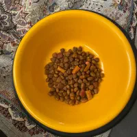 قفس سگ بزرگ و محکم|لوازم جانبی حیوانات|مشهد, توس (بلوار توس)|دیوار