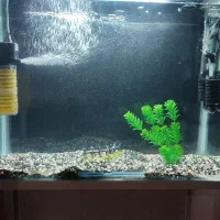 فروش آکواریوم با ماهی و لوازم کامل