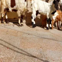 بز پاکستانی دقلو