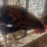 خروس جوان|حیوانات مزرعه|احمدآبادمستوفی, |دیوار