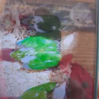 ۳عددجوجه گرین چک ۲۵روزه