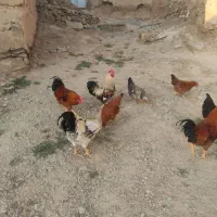 خروس|حیوانات مزرعه|دینور, |دیوار