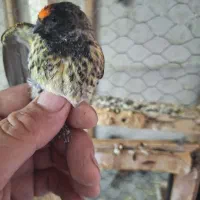 گلبسر|پرنده|قره کهریز, |دیوار