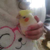 عروس هلندی سرحال|پرنده|تالش, هشتپر|دیوار