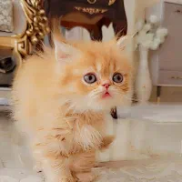 گربه پرشین گارفیلدی نر فلت