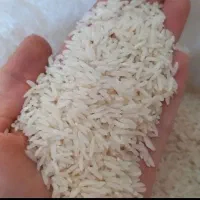 برنج هاشمی گیلان