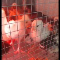 نیمجه گلین|حیوانات مزرعه|چالوس, |دیوار