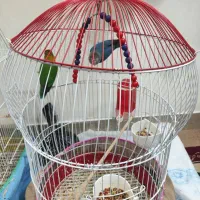 کوتوله برزیلی|پرنده|شیراز, دست خضر|دیوار