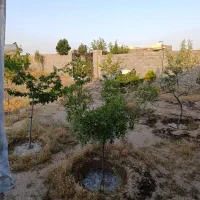 فروش زمین ۸۰۰ متری در فردوسی|فروش زمین و ملک کلنگی|مشهد, فردوسی|دیوار