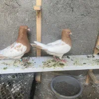 جفت کله زرد کله هفت رنگ باجوجه|پرنده|مشهد, امام رضا (ع)|دیوار