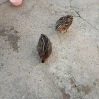 سلام دوعددبلدربچین بفروش میرسدبدون|حیوانات مزرعه|مهاباد (آذربایجان غربی), |دیوار