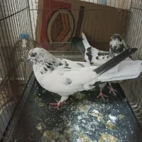 کفتر جفت|پرنده|قم, نوبهار|دیوار