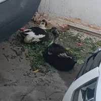 اردک فروشی محلی