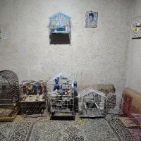 کبوتر|پرنده|مسجد سلیمان, |دیوار