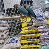 یک جفت گرینچیک تراکویست مولد