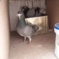 کبوتر خرقه گم شده