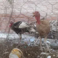 بوقلمون نر