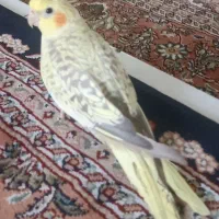 عروس هلندی گلباقالی زعفرانی