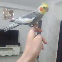 عروس هلندی سینامون نر سخنگو