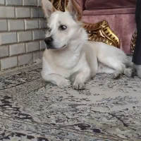 سگ اشپیتز شیواوا نر