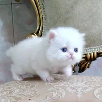 شهر گربه ی اشرافی شیراز|گربه|شیراز, ابیوردی|دیوار