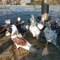 کفترتکپروآلمانی ورنگی|پرنده|تاتار علیا, |دیوار