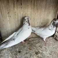 کفتر پرشی|پرنده|ری, صالحآباد شرقی|دیوار