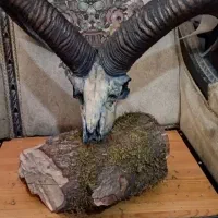 دیوار کوب کله قوچ