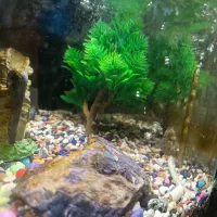 آکواریوم شیشه خم با تمام تجهیزات|ماهی|کاشان, سلطان امیر احمد|دیوار