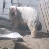 بره نر