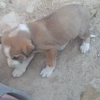 سگ کته|سگ|رامیان, |دیوار