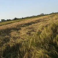 تخم جو هاشمی خرمنکوب زده