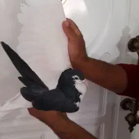 راست سیاه بدون عیب