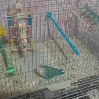 پرنده عروس و برزیلی|پرنده|لالجین, |دیوار