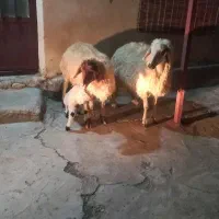 3عدت  شک اول شکم دوتا زاید یکی بره گرفت|حیوانات مزرعه|آبدانان, |دیوار