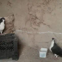 دو عدد کبوتر ساده سیاه