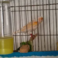 قناری نرمست بخون