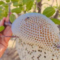 فروش عسل طبیعی و کوهی صدر درصد|خوردنی و آشامیدنی|یاسوج, |دیوار