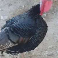 بوقلمون کپسول پرسی بخاری نفتی بشکه