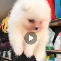 سگ نژاد پامرین اصل