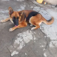 سگ ژرمن|سگ|جیرفت, |دیوار