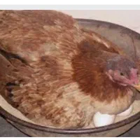 مرغ کورک محلی درشت