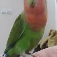 کتوله برزیلی دستی