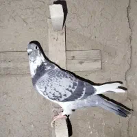 کبوتر ماده|پرنده|مرودشت, دولت آباد|دیوار