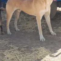 سگ پژدر|سگ|شاهین دژ, |دیوار