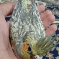 جوجه عروس سرلاکی و عروس بالغ