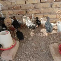 جوجه گلین اصل