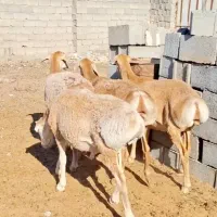 چهار راس  بره چینی اصیل با فونتیپ واستایل استثنایی