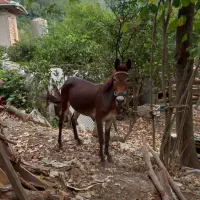 قاطر جوان|حیوانات مزرعه|رانکوه, |دیوار